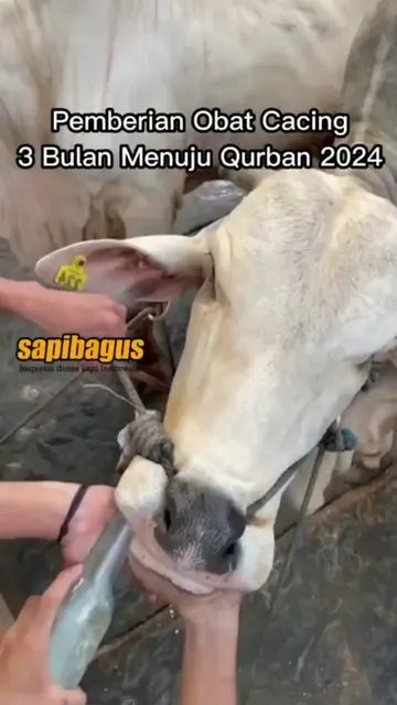Pemberian-Obat-Cacing-Sapi-Menuju-Qurban-2024